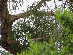 Phascolarctos cinereus