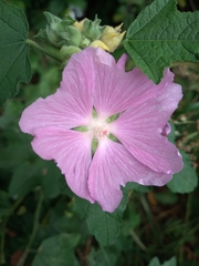 Malva thuringiaca