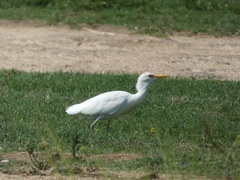 Bubulcus ibis
