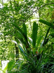 Asplenium scolopendrium