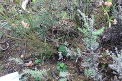 Struthiola ciliata