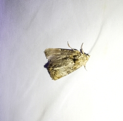 Noctuidae