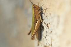 Chorthippus dorsatus