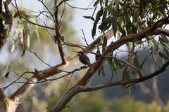 Acanthorhynchus tenuirostris