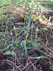 Pterostylis pedunculata