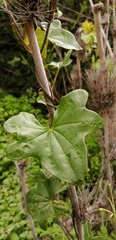 Dioscorea bryoniifolia