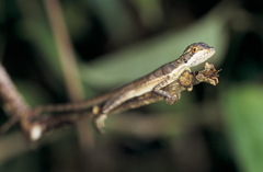 Basiliscus