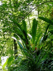 Asplenium scolopendrium