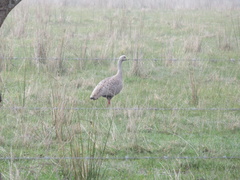 Cereopsis novaehollandiae