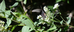 Papilio macilentus