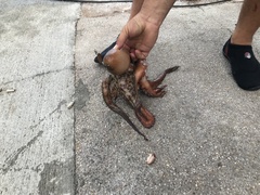 Octopus vulgaris