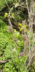 Dioscorea bryoniifolia