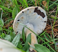 Agaricus