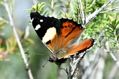 Vanessa itea