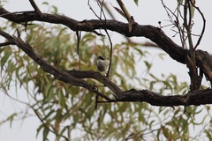 Melithreptus lunatus