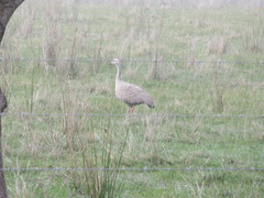 Cereopsis novaehollandiae