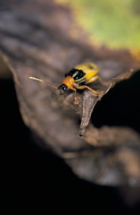 Chrysomeloidea