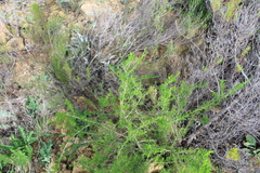 Felicia filifolia