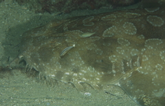 Orectolobus maculatus