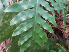 Pteris
