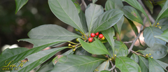 Lindera erythrocarpa