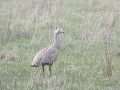 Cereopsis novaehollandiae