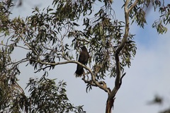 Strepera versicolor melanoptera