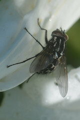 Graphomya minor