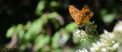 Argynnis sagana