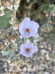 Malacothamnus fasciculatus