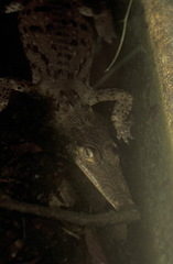 Crocodylus acutus