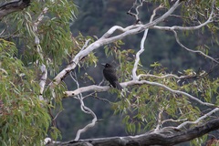 Strepera versicolor melanoptera