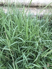 Paspalum dilatatum