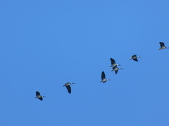 Threskiornis spinicollis