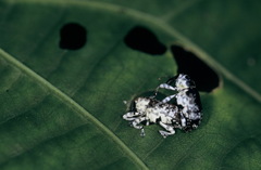 Peridinetus irroratus