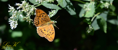 Argynnis sagana