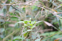 Fukienogomphus prometheus