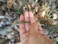 Carex flacca serrulata