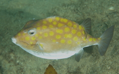 Anoplocapros inermis