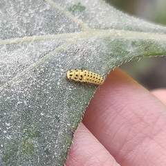 Psyllobora vigintiduopunctata