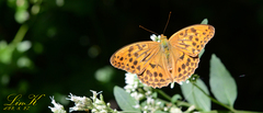 Argynnis sagana
