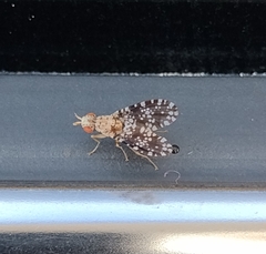 Trypetoptera punctulata