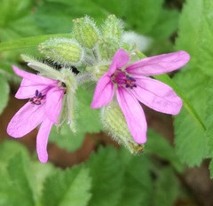 Erodium malacoides