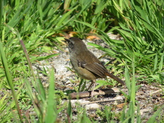 Sericornis frontalis