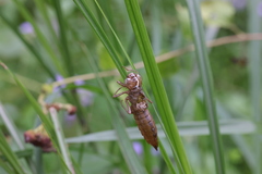 Anaciaeschna martini