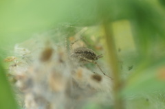 Allagelena gracilens