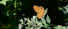 Argynnis sagana
