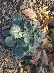 Ajuga orientalis