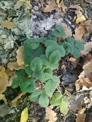 Potentilla micrantha