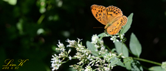 Argynnis sagana